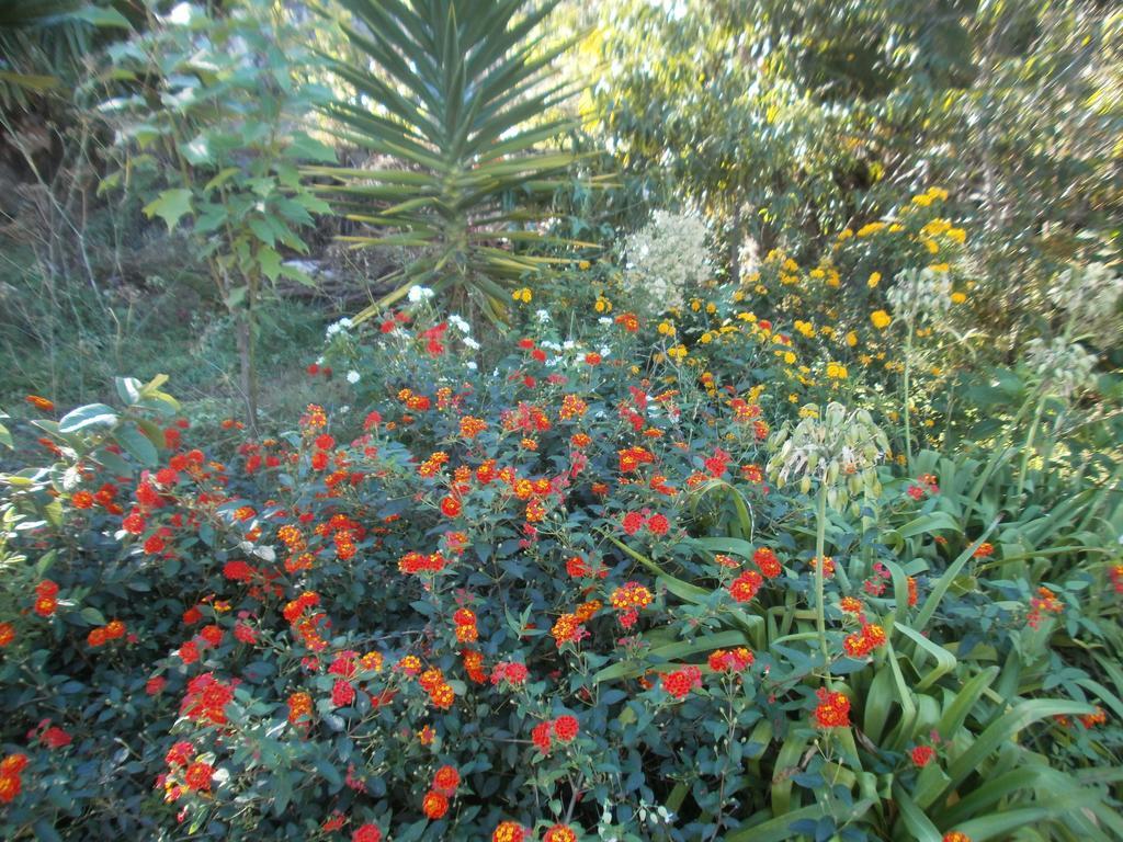 Finca Las Palmeras Icod De Los Vinos Chambre photo