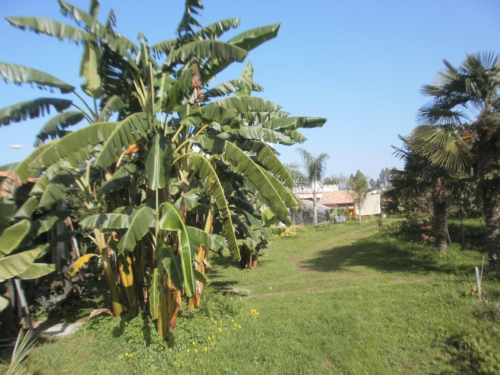 Finca Las Palmeras Icod De Los Vinos Chambre photo