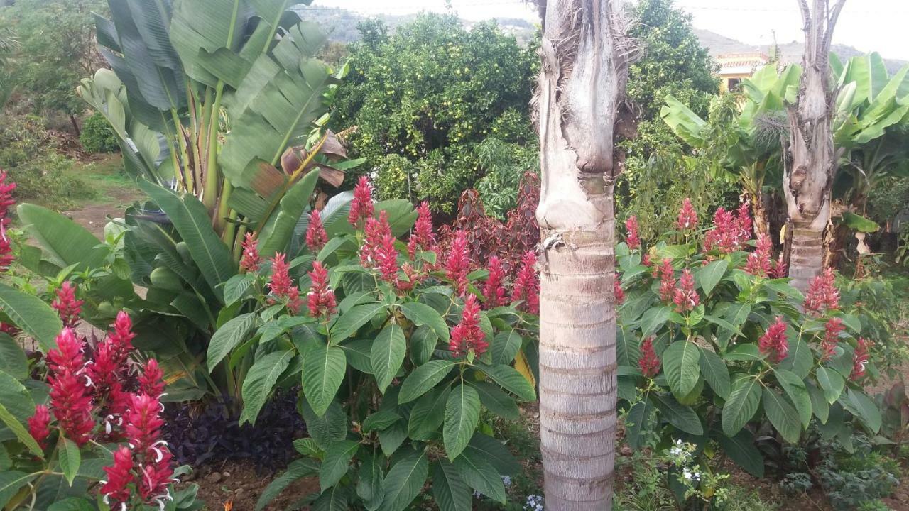 Finca Las Palmeras Icod De Los Vinos Extérieur photo