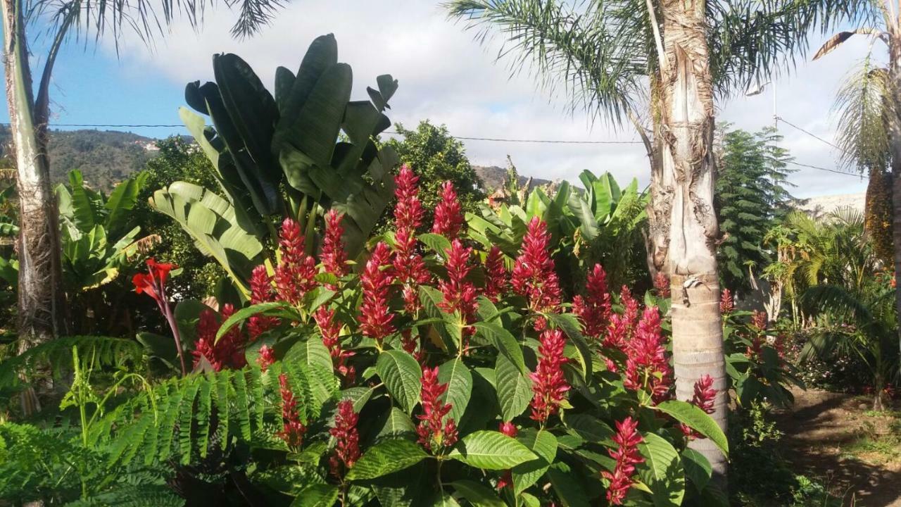 Finca Las Palmeras Icod De Los Vinos Extérieur photo